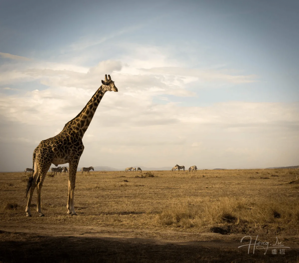Tall-giraffe
