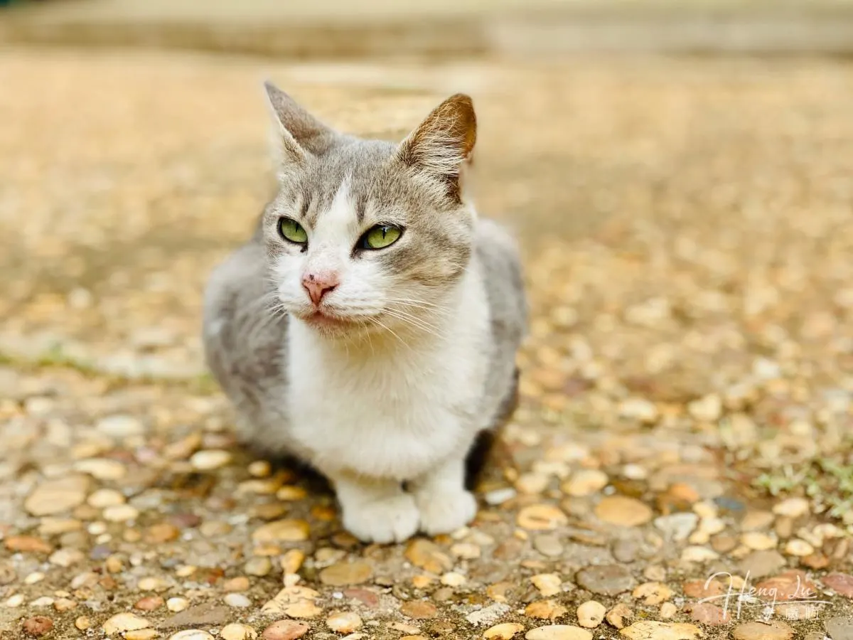 Gray-and-white-cat-with-green-eyes-sitting-on-stone-ground