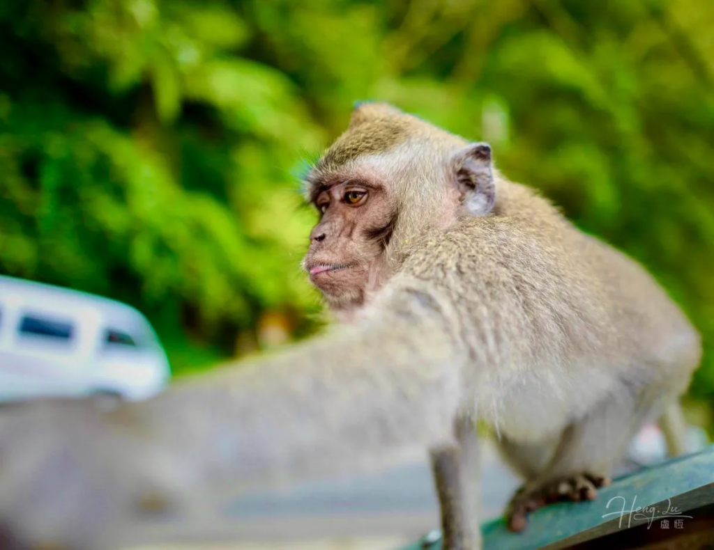 Monkey stretching forward with sharp focused gaze