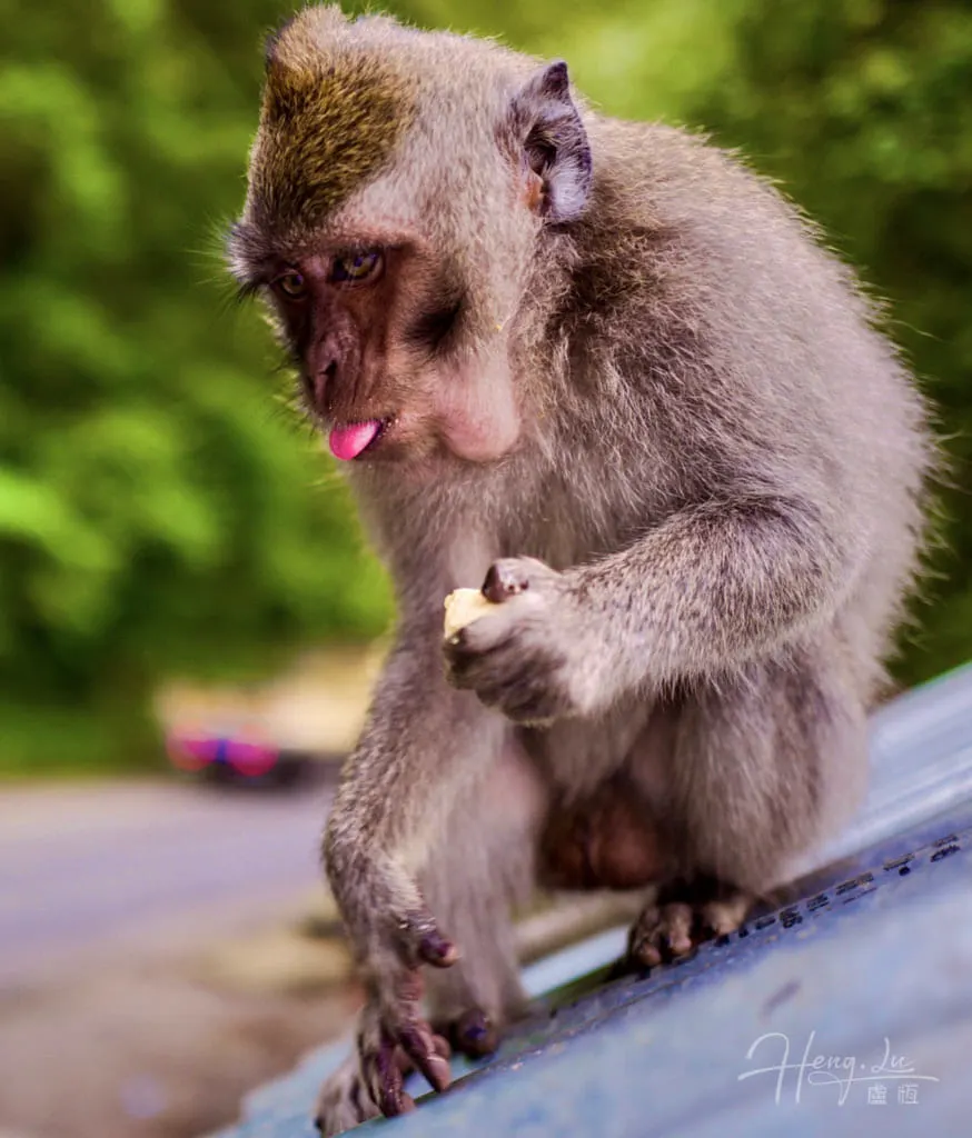 Monkey-sitting-on-rooftop-holding-food-with-tongue-out