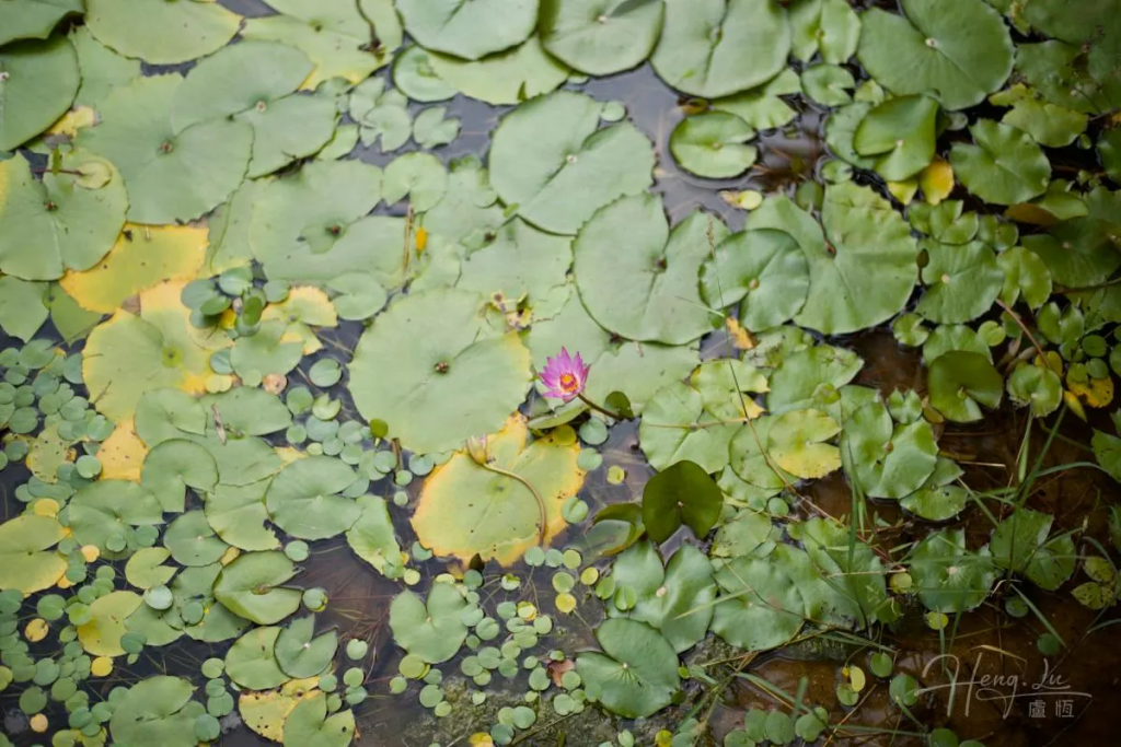 single-pink-water-lily-amongst-pads