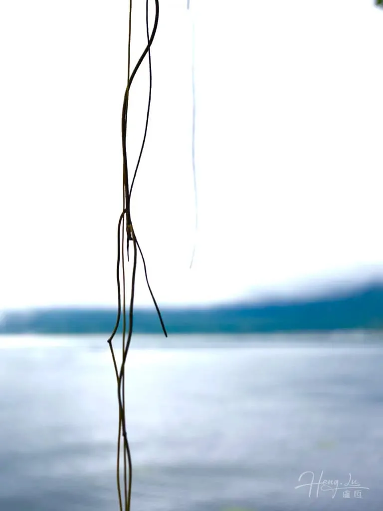 calm-water-view-by-willow-vines