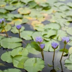 Purple-water-lilies-blooming-among-green-pads