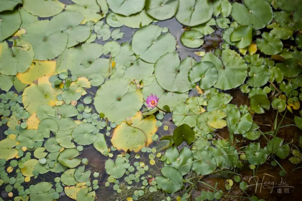 Single-pink-water-lily-among-green-floating-leaves