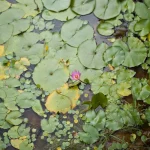 Single-pink-water-lily-among-green-floating-leaves