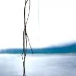 Willow-branches-hanging-over-waterfront-view