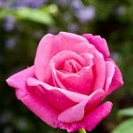 close-up-of-pink-rose-in-bloom