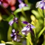 Where the orchid listens to light close-up-of-purple-orchid-flowers-in-sunlight