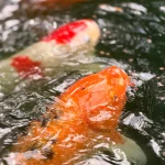 colorful-koi-fish-swimming-in-rippling-water