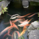 colorful-koi-fish-swimming-under-stone-bridge