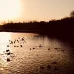 ducks-swimming-on-lake-under-golden-sunset-light