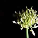 macro-shot-of-white-buds-against-dark-background