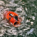 orange-koi-fish-opening-mouth-on-water-surface