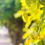 sunlit-yellow-leaves-with-soft-bokeh-background