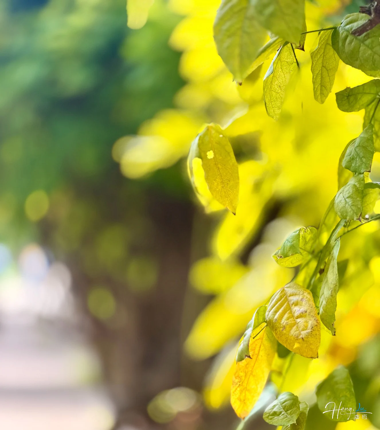 sunlit-yellow-leaves-with-soft-bokeh-background