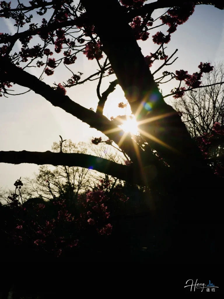 Sunlight-through-blooming-tree-branches
