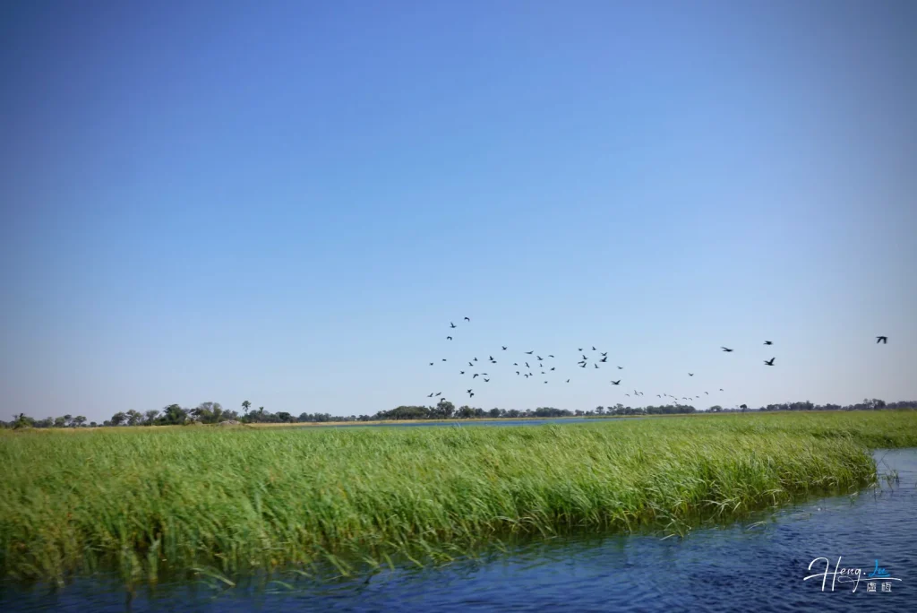flock-of-birds-flying-over-river-and-wetlands