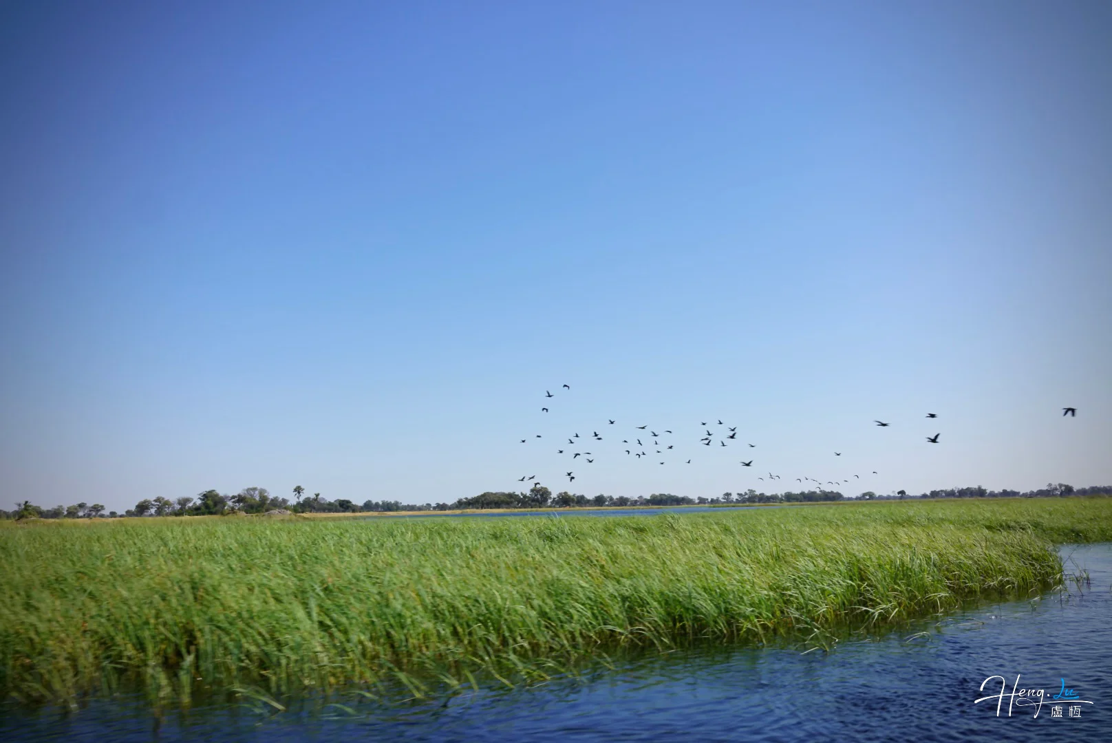 flock-of-birds-flying-over-river-and-wetlands