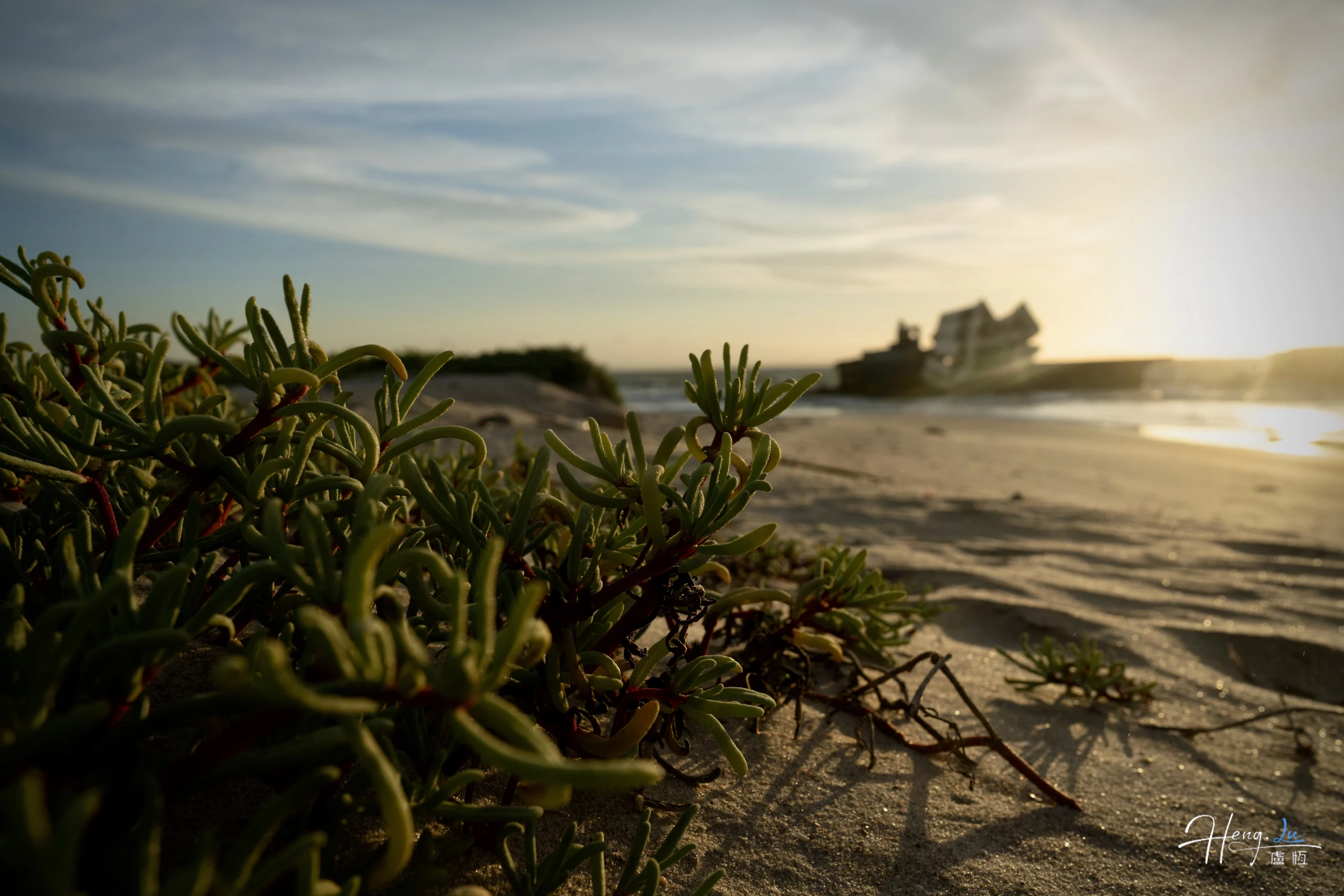 green-coastal-plants-on-beach-with-sunken-ship-in-background