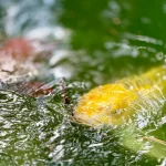 yellow-koi-fish-swimming-near-water-surface
