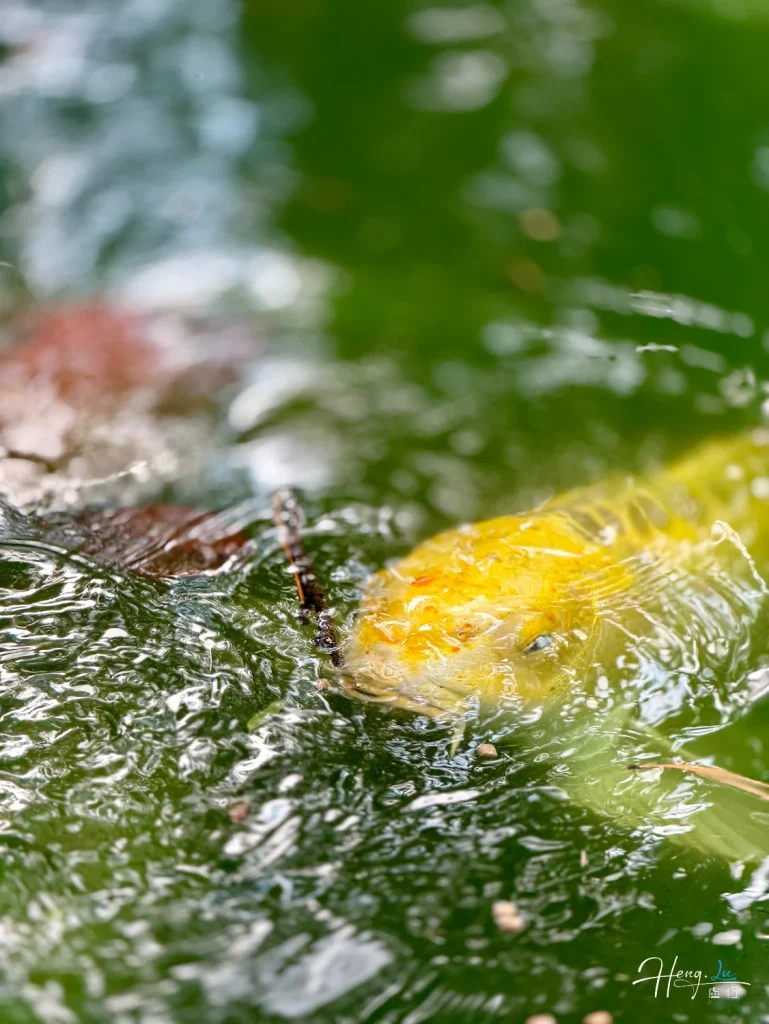 yellow-koi-fish-swimming-near-water-surface