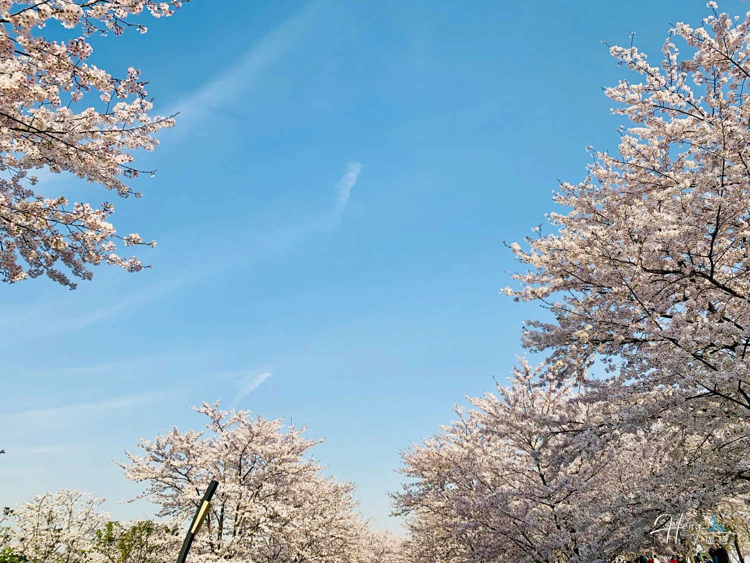 cherry-blossoms-under-clear-blue-sky