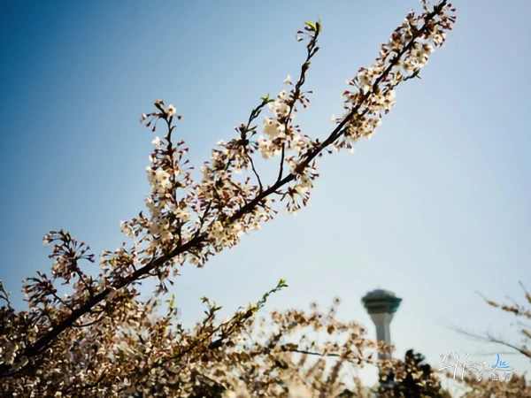 cherry-blossoms-with-tower-in-background