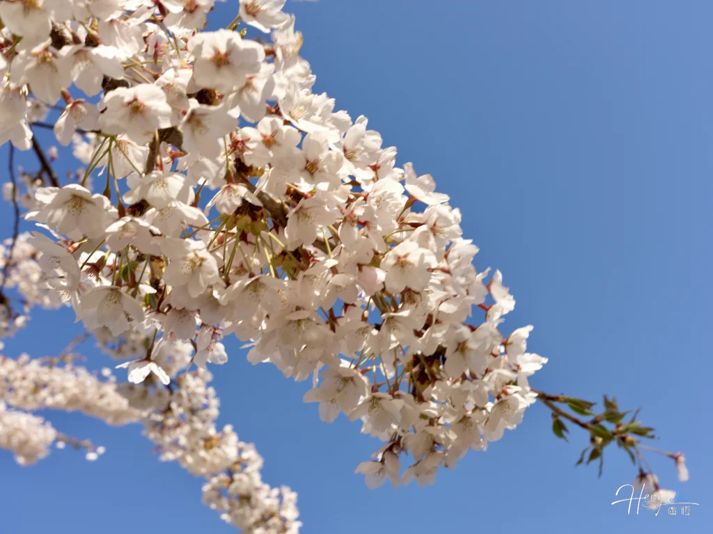 close-up-of-cherry-blossoms-under-blue-sky