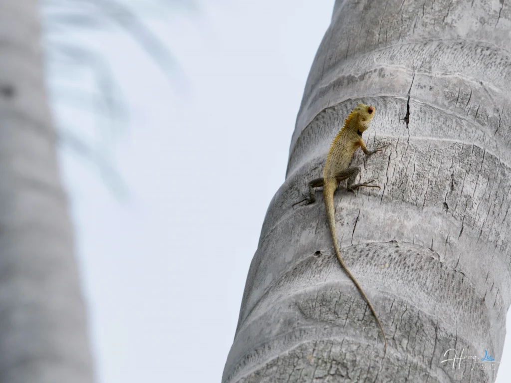 lizard-climbing-on-tree-trunk
