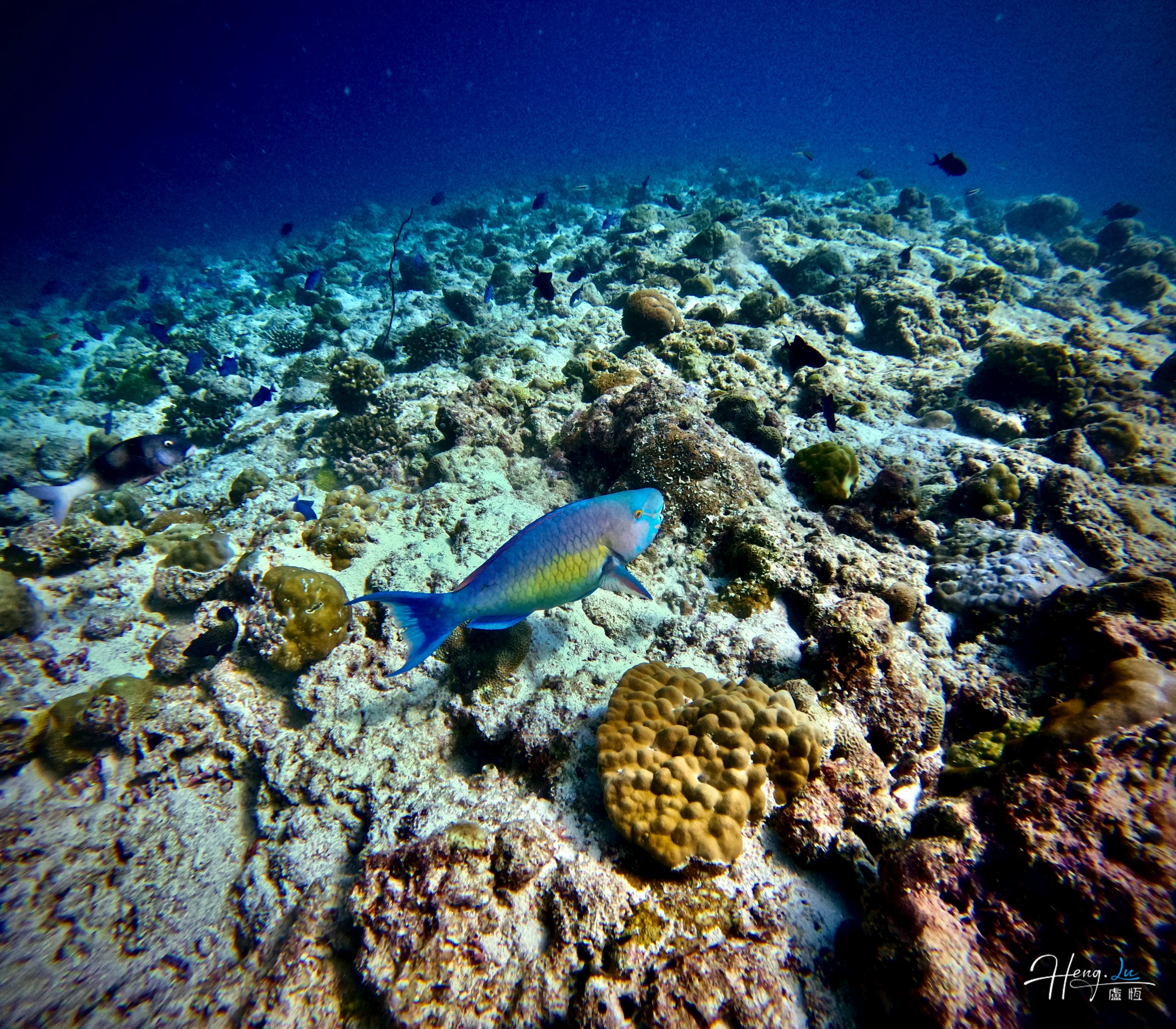 Parrotfish swimming over coral reef parrotfish