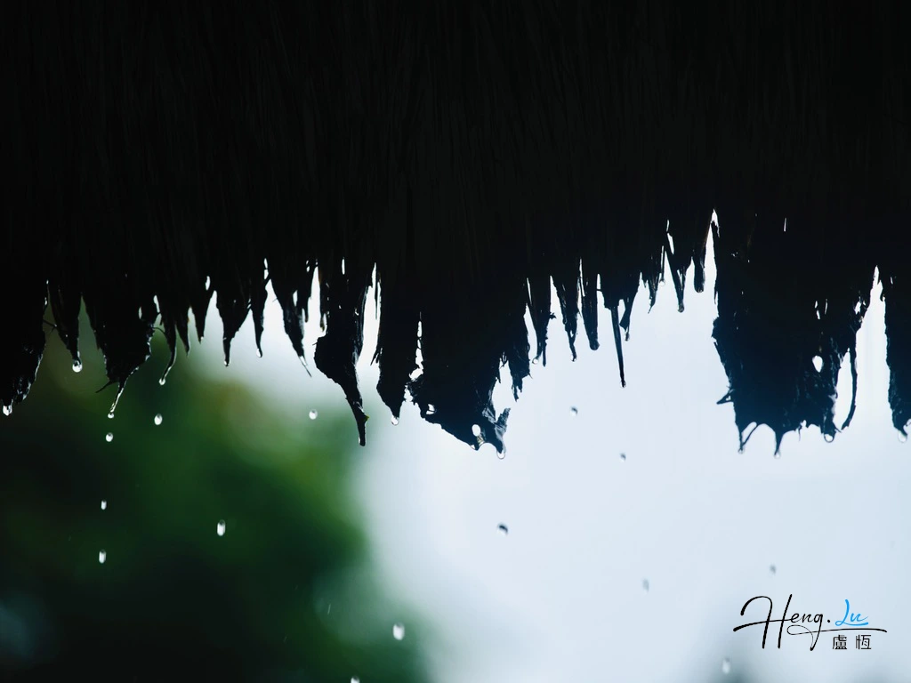 Raindrops falling from thatch roof raindrops-falling-from-thatch-roof