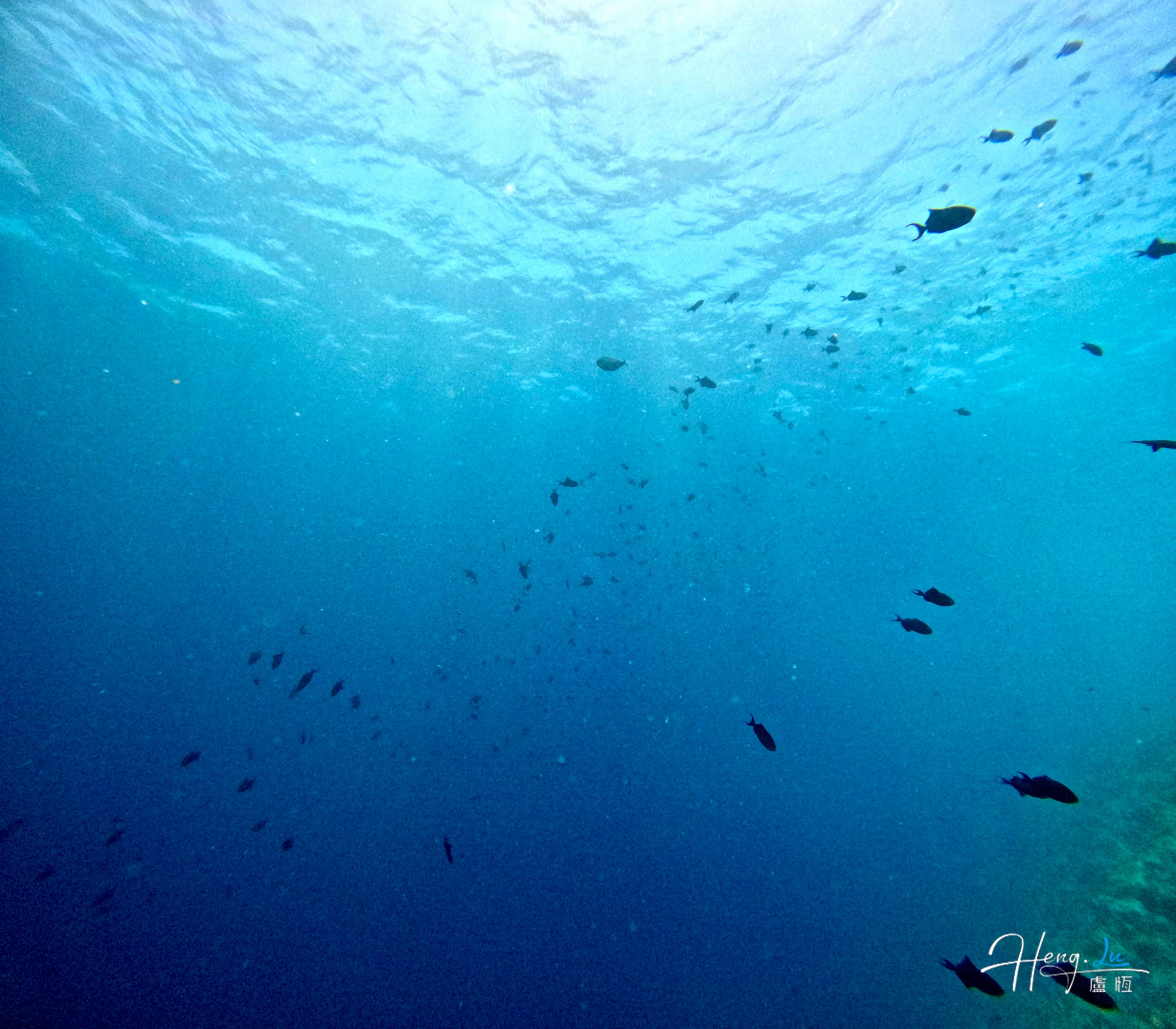 Dark fish school gliding through deep ocean blues school-of-fish-swimming-in-deep-blue-ocean
