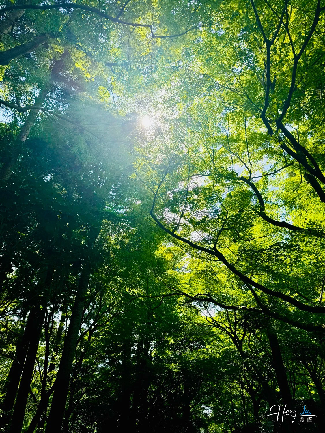 sunlight-filtering-through-green-forest-canopy
