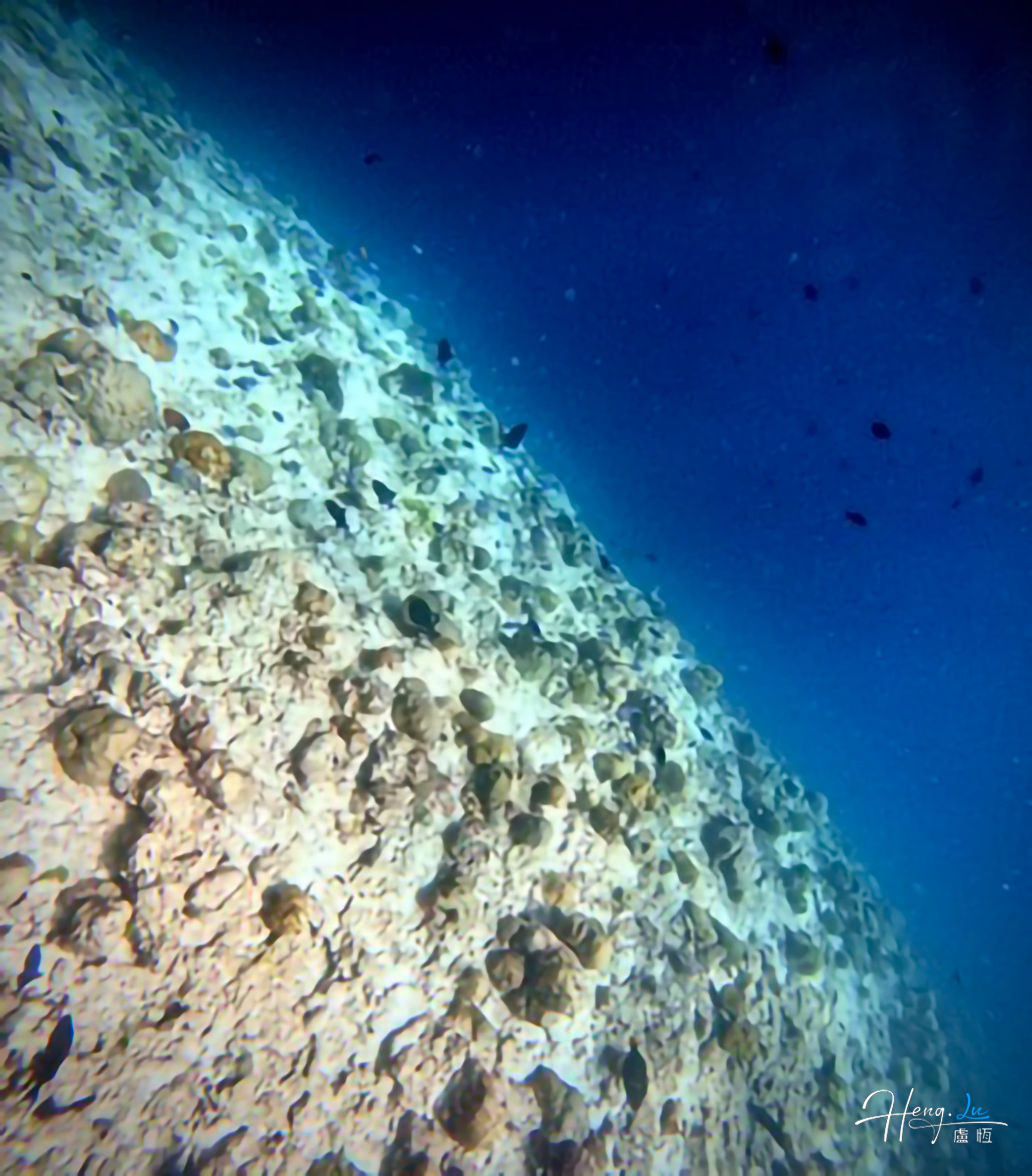 Underwater view of coral reef slope coral-reef-slope