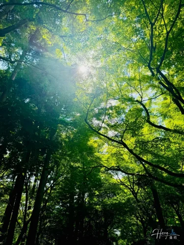 sunlight-filtering-through-green-forest-canopy
