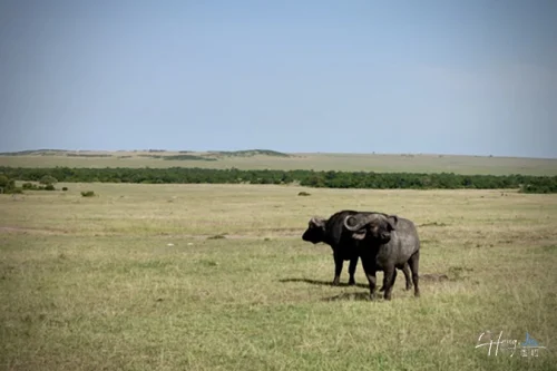 two-buffalos-standing-on-grassy-plain